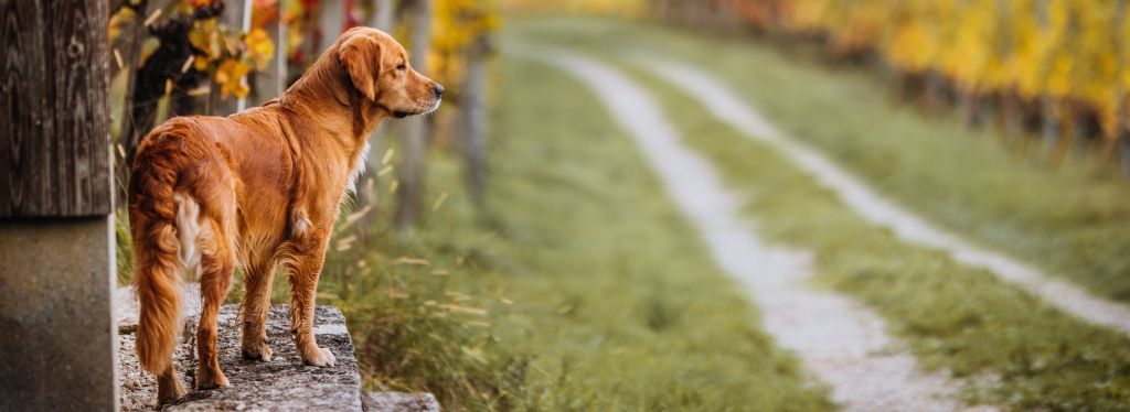 Hündin im Zuchtrecht