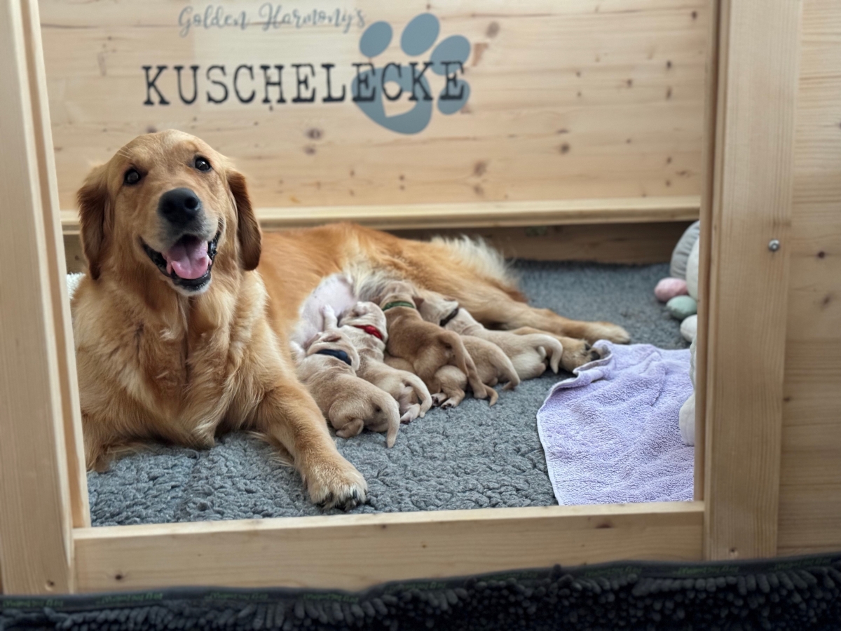 Nayla mit ihren Welpen (O-Wurf)