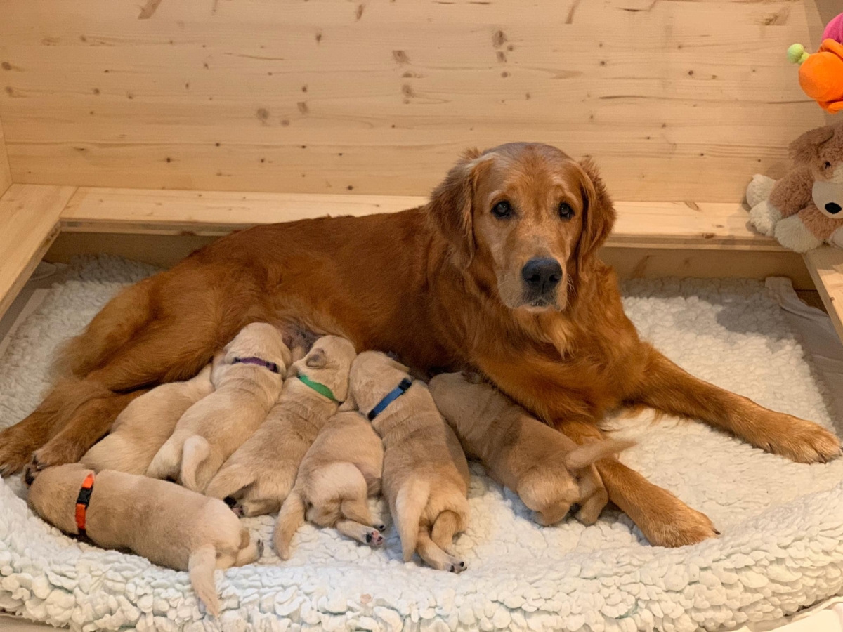 Aileen mit ihren H-Wurf Welpen