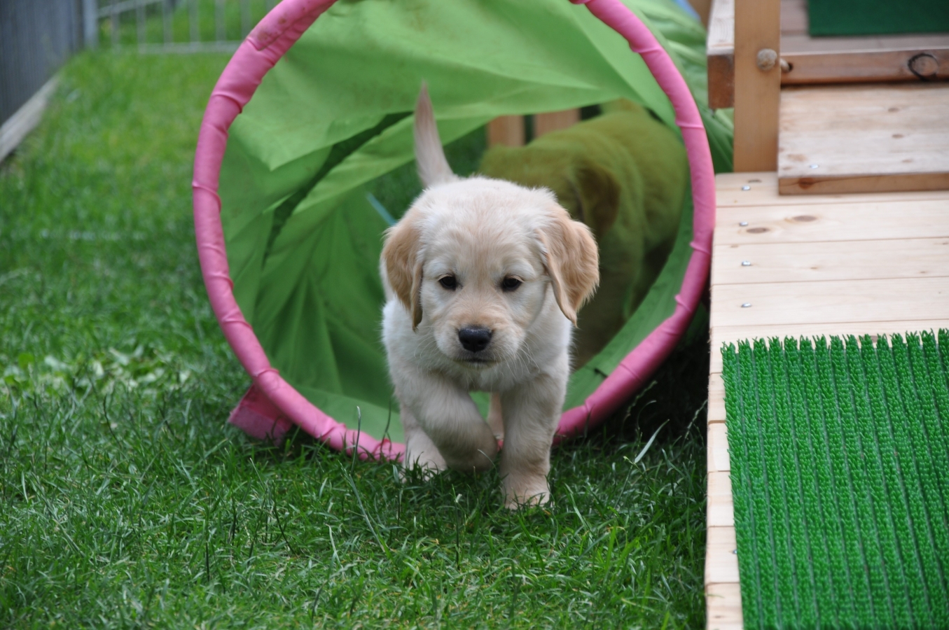 Welpe auf Erkundungstour