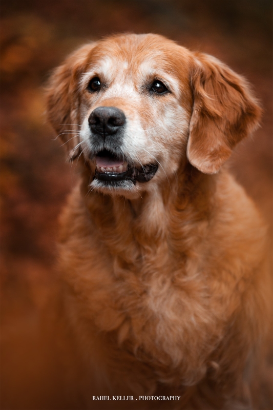 Amira (Indie Mathos of Golden Harmony)