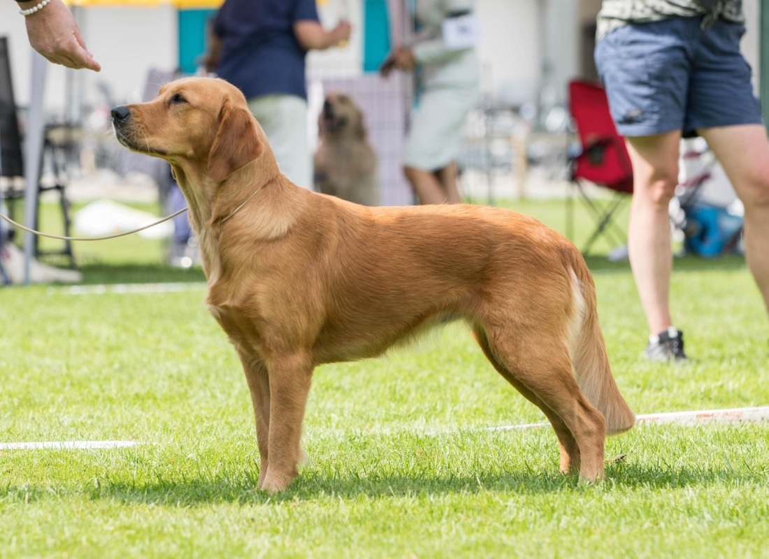 Hope am 15. August 2021 an der RCS Clubshow in Burgdorf