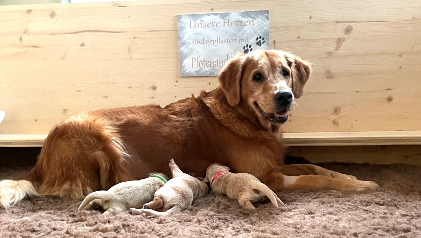 Aileen mit ihren I-Wurf Welpen