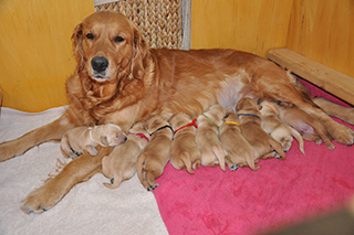 8470039177 c780260122 k