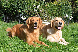 goldenharmony aileen asco3