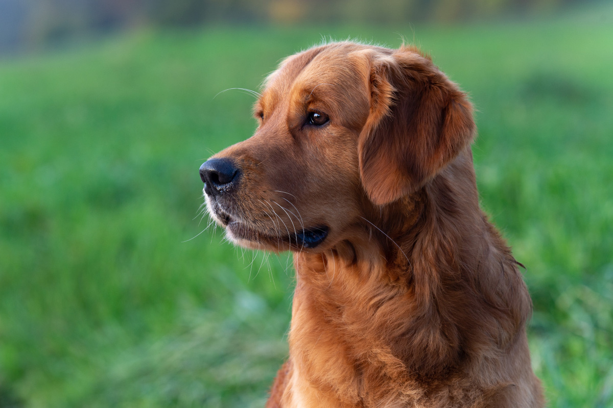 Cliff Golden Harmony vom Rebhügel