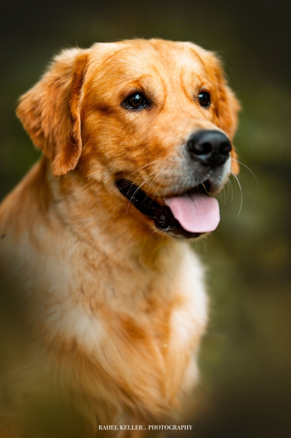 Gray Golden Harmony vom Rebhügel (Rufname: Maro)