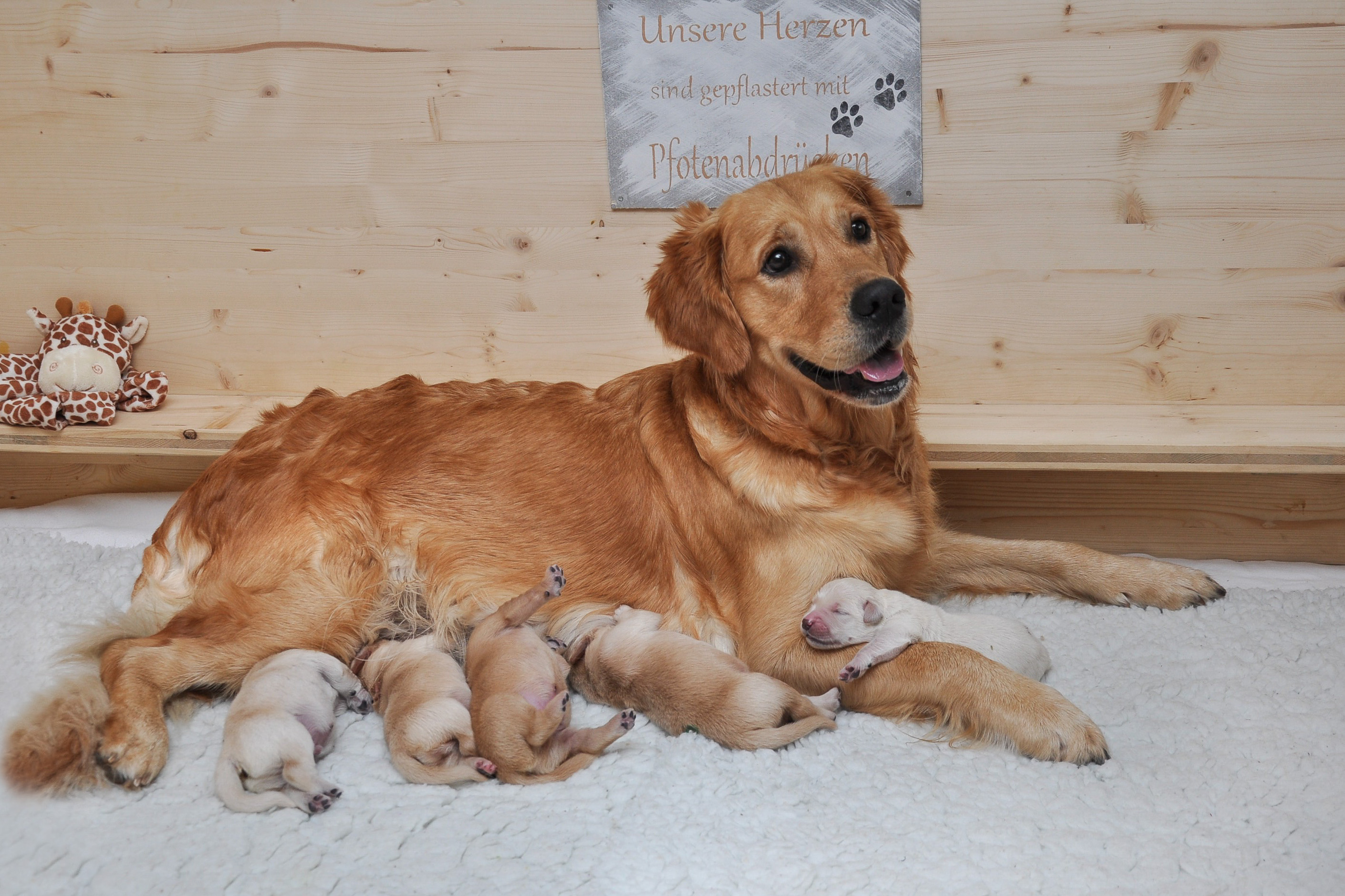 aktuellcsilla mit welpen