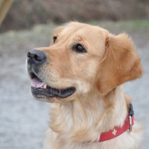 Csilla (w) im Februar 2018