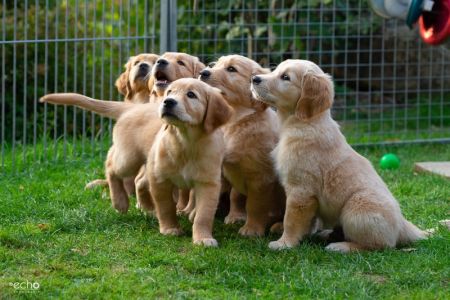 Kleine Meute am 29.09.2018