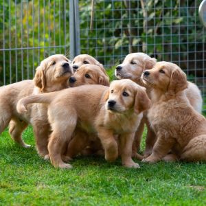 Kleine Meute am 29.09.2018