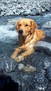 Camu&nbsp;(m) am 30.07.2018 beim Bad in der Kander