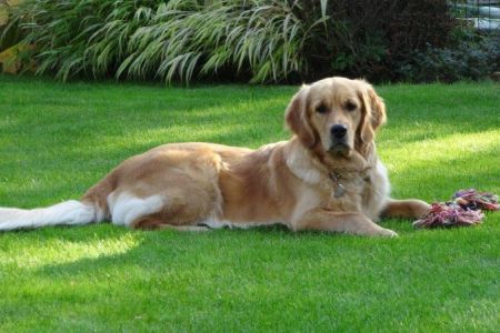 Joya&nbsp;(Bayla, w) im Oktober 2017