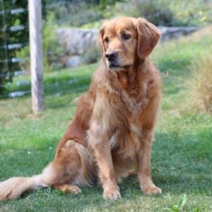 Yaro&nbsp;(Ajuk, m) am 22.08.2018