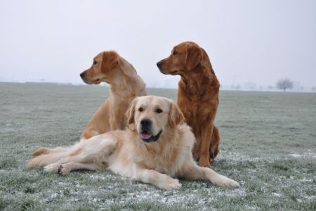 Csilla (w) und&nbsp;Chill&nbsp;(m) mit Mutter&nbsp;Aileen&nbsp;am 20.01.2019