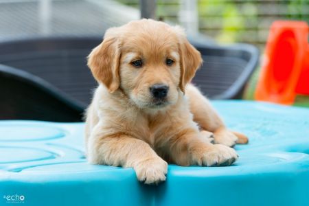 F-Wurf Welpe am 30.09.2018