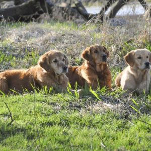 Amira, Aileen und Fly am 16.03.2019
