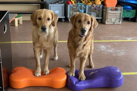 Fly und Aileen am 27.01.2020 in der Trainingshalle in Wohlen