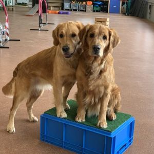 Fly und Aileen am 27.01.2020 in der Trainingshalle in Wohlen