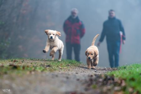 Welpen Nala und Marley vom G-Wurf