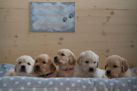 G-Wurf am 08.12.2019