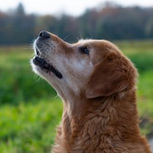 Amira am 10.11.2019 (&copy;Foto: echo-fotografie)