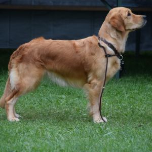 Fly am Wesens- und Anlagetest des RCS in Frauenfeld&nbsp;am 06.09.2020