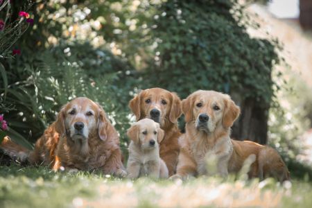 Amira, Hope, Aileen und Fly am 18.06.2020 (&copy;Foto: Andreas Sellmer)