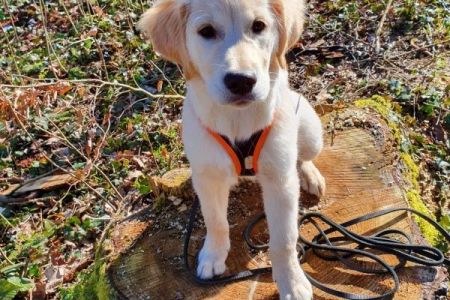 Gismo&nbsp;(m) am 28.02.2020