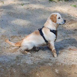 Gismo&nbsp;(m) am 09.05.2020