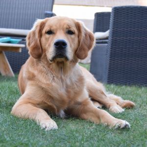 Marley in Wolken (D) am 11.09.2020