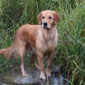 Fly am Wesens- und Anlagetest des RCS in Frauenfeld&nbsp;am 06.09.2020