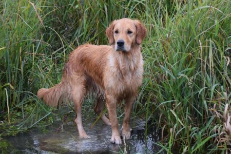 Fly am Wesens- und Anlagetest des RCS in Frauenfeld&nbsp;am 06.09.2020