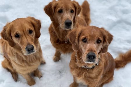 Familientreffen an der Reuss: v.l. Fly, Aileen und Cia am 20.01.2021
