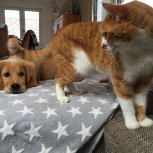 Marley (Gadi, m) am 24.02.2020