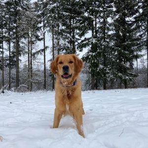 Marley&nbsp;(Gadi, m) am 16.01.2021