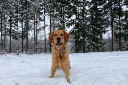 Marley&nbsp;(Gadi, m) am 16.01.2021