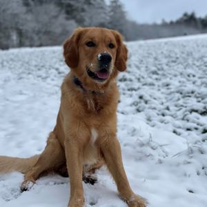 Marley&nbsp;(Gadi, m) am 24.01.2021