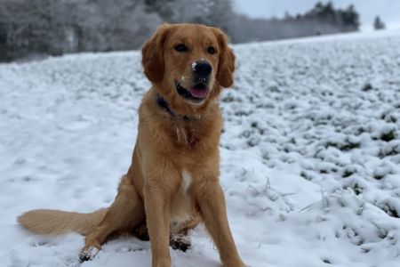 Marley&nbsp;(Gadi, m) am 24.01.2021