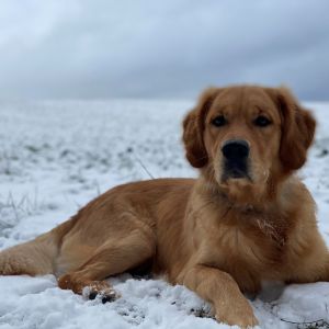 Marley&nbsp;(Gadi, m) am 24.01.2021