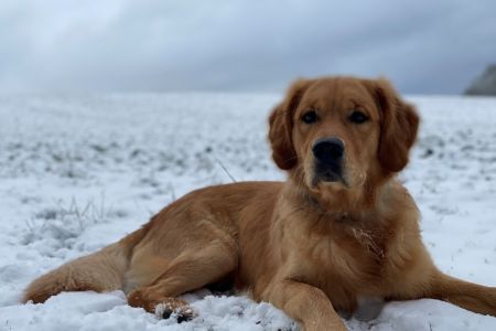 Marley&nbsp;(Gadi, m) am 24.01.2021