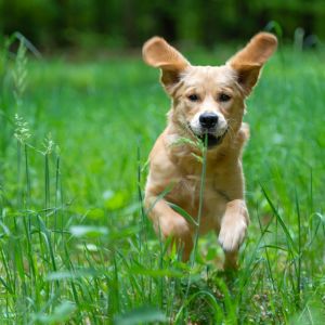 Nala (Gaya, w) am 10.05.2020