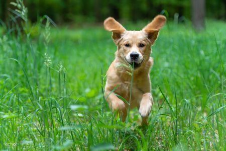 Nala (Gaya, w) am 10.05.2020