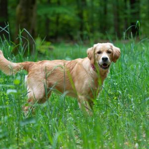 Nala (Gaya, w) am 10.05.2020