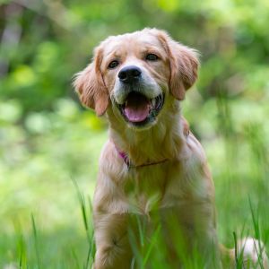 Nala (Gaya, w) am 10.05.2020