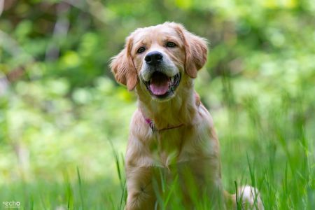 Nala (Gaya, w) am 10.05.2020