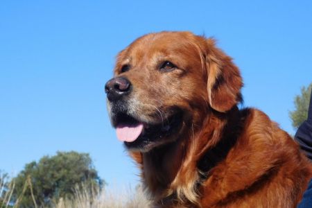 Cheyenne (Avalon Golden Harmony vom Rebh&uuml;gel) am 02.01.2022 auf Kreta