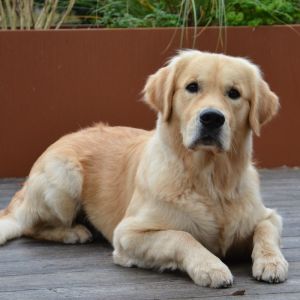 Ginger (m) am 13.11.2021