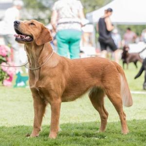 Hope am 15. August 2021 an der RCS Clubshow in Burgdorf