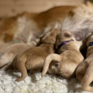 Csilla mit J-Wurf Welpen